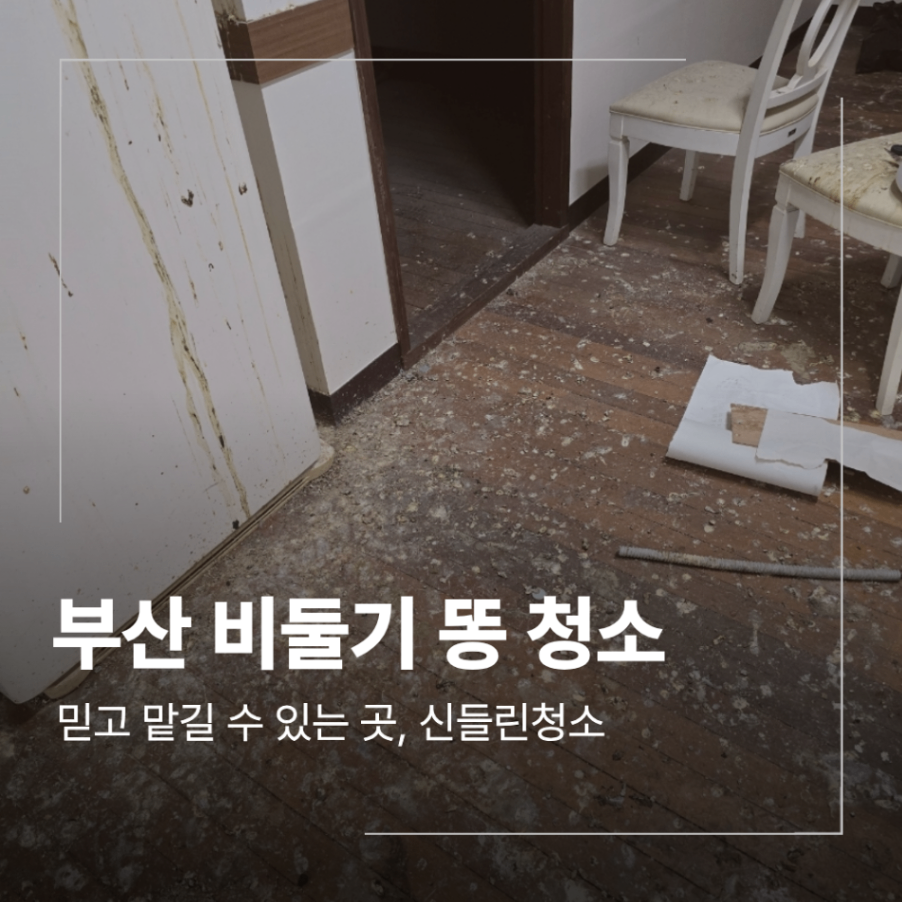 부산 동래구 비둘기 똥 청소 피해 복구 심한 악취 오염